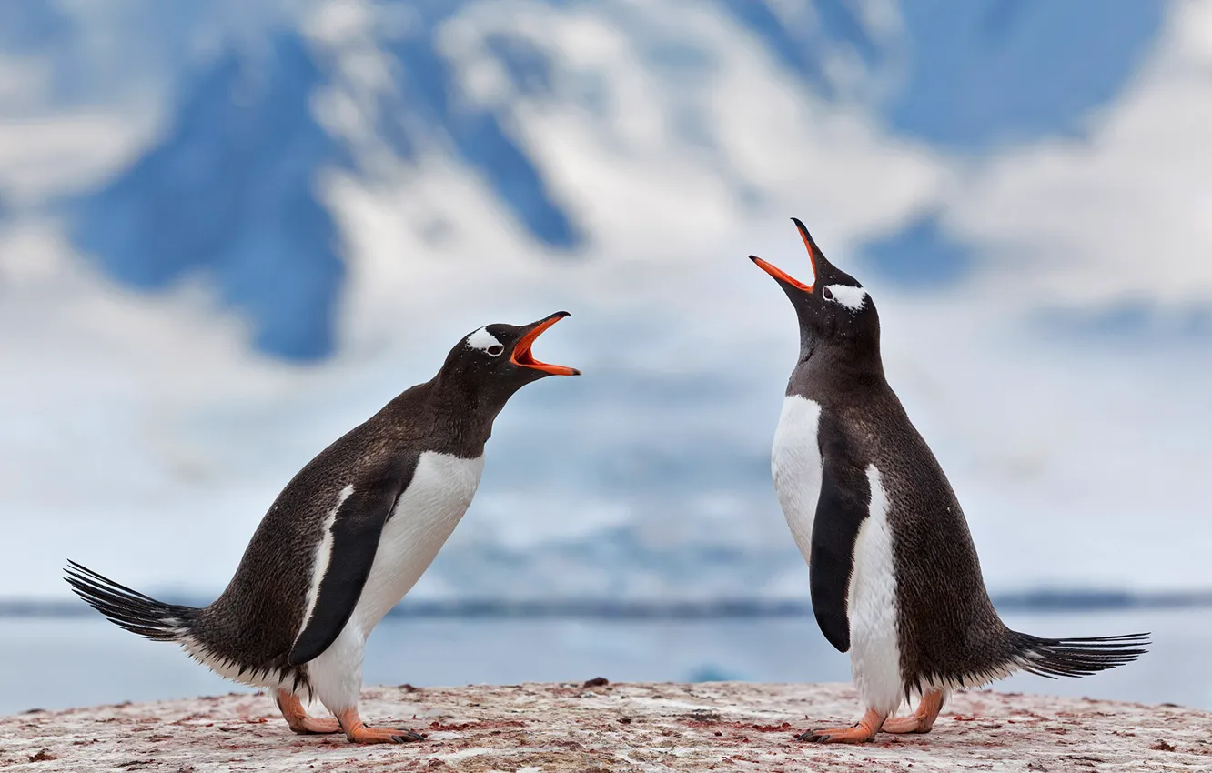 Фото обои птица, пара, Антарктика, субантарктический пингвин