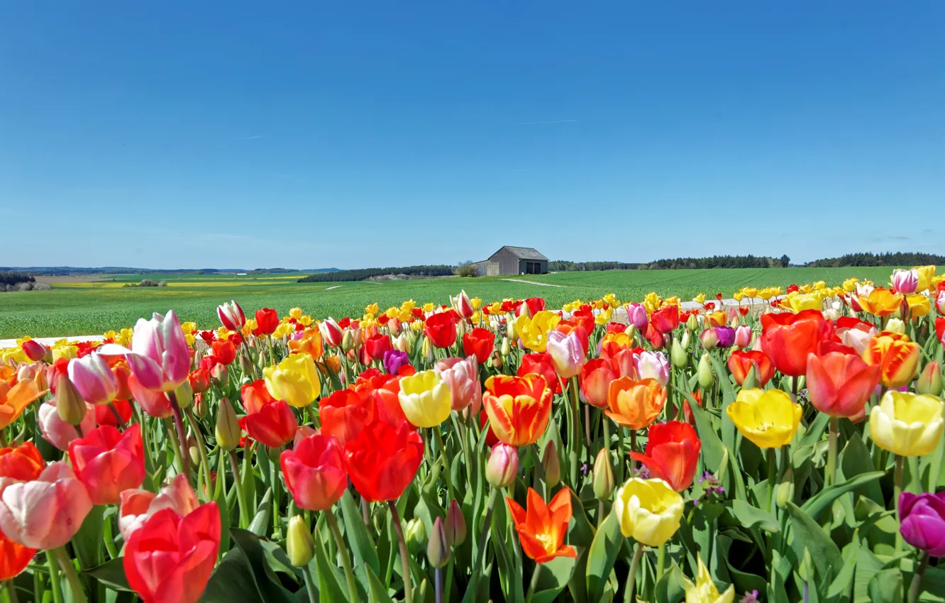 Фото обои поле, небо, трава, солнце, пейзаж, тюльпаны, домик