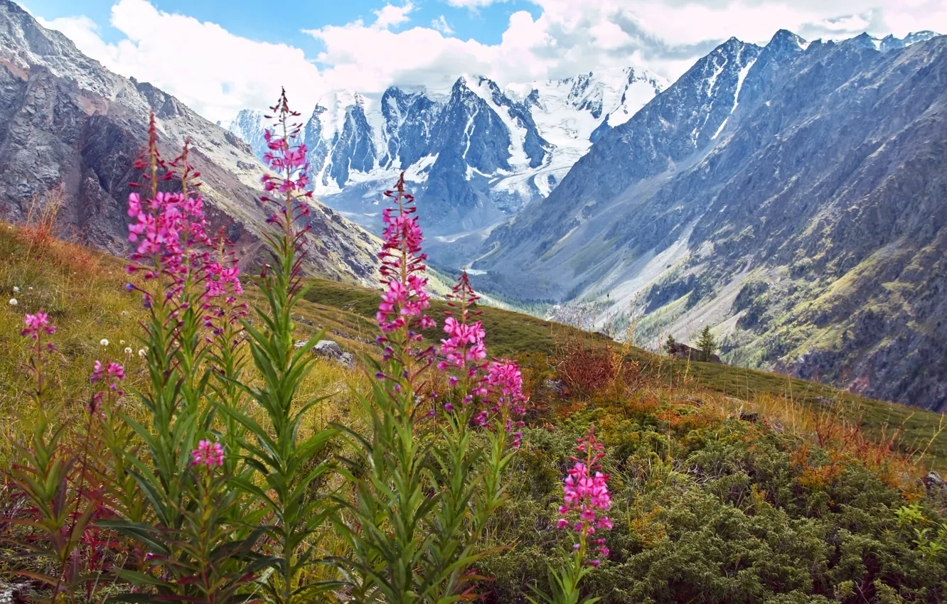 Фото обои поле, цветы, горы, вершины, луг, Россия, Russia, landscape