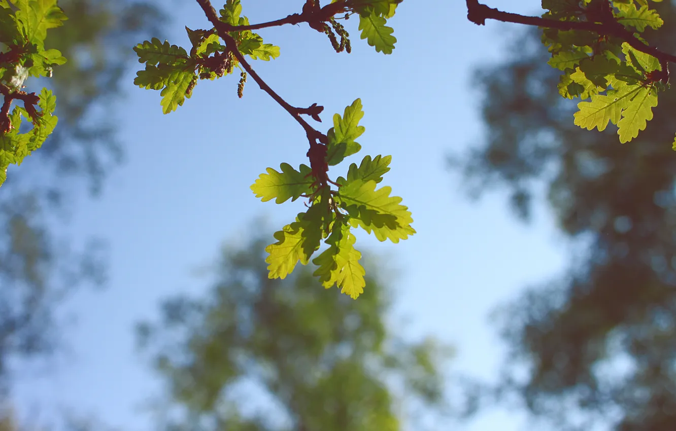 Фото обои небо, листья, дерево, зеленые