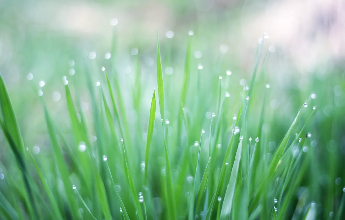 Фото обои зелень, трава, капли, макро, свет, роса, блики, дождь