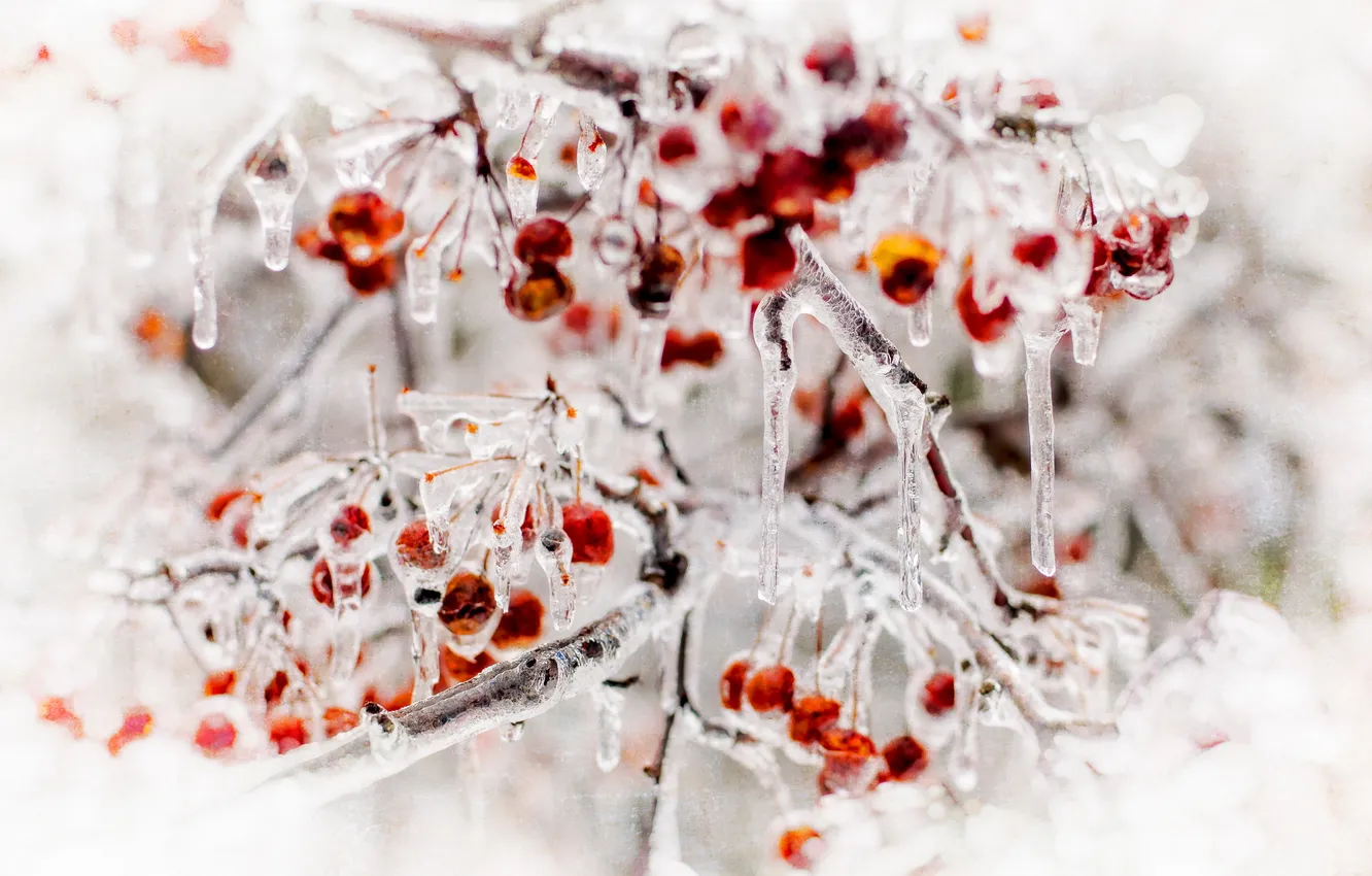 Фото обои природа, ягоды, лёд