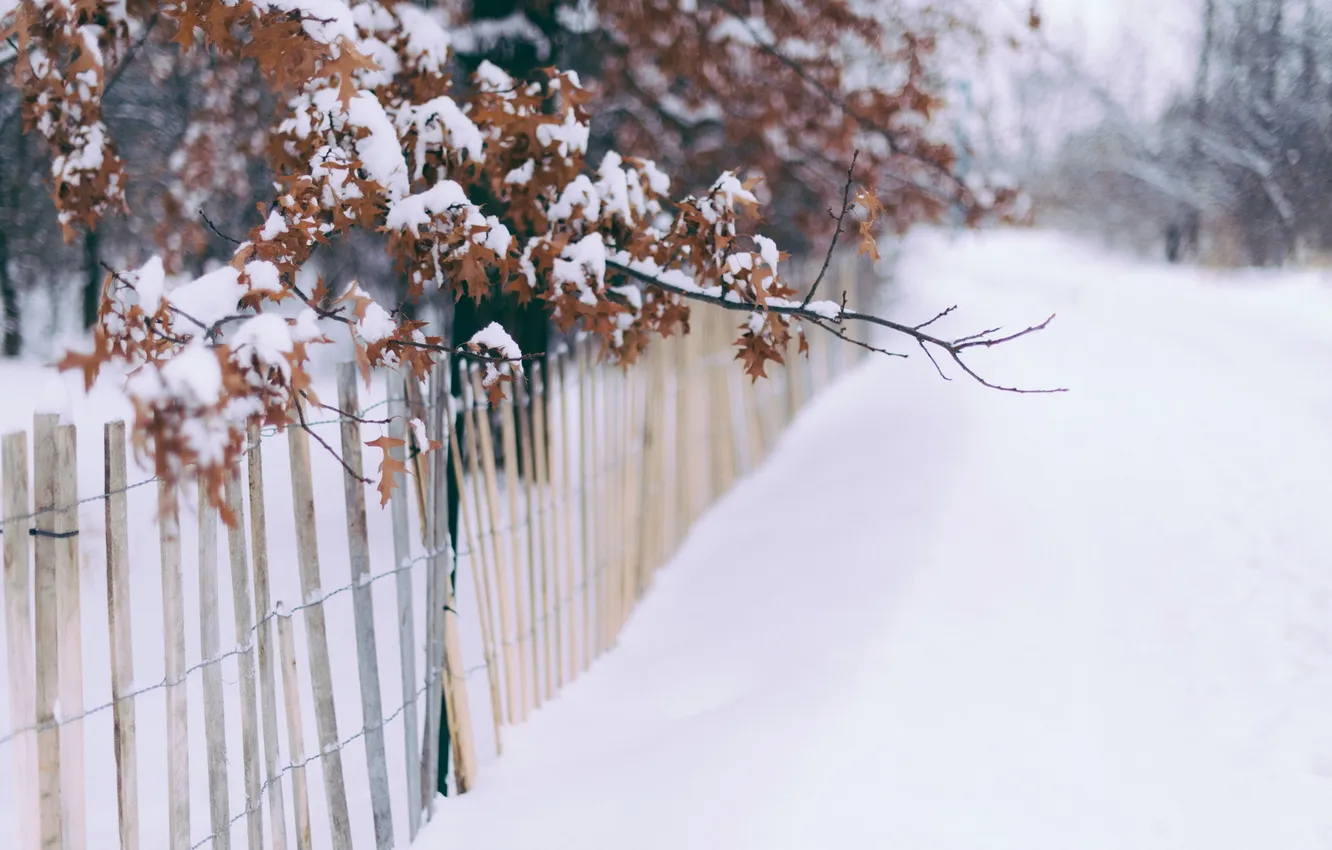 Фото обои листья, снег, забор