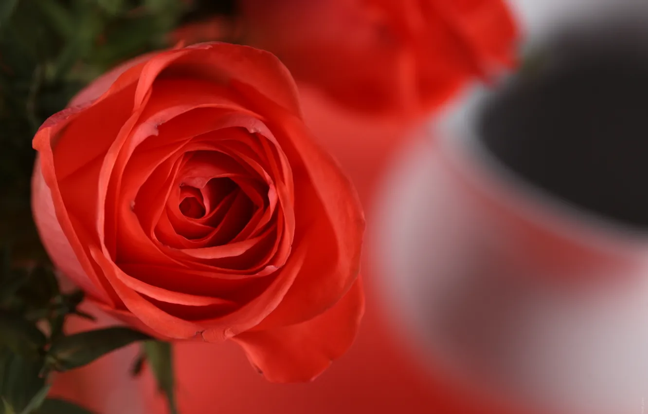 Фото обои цветок, макро, лепестки, красная роза