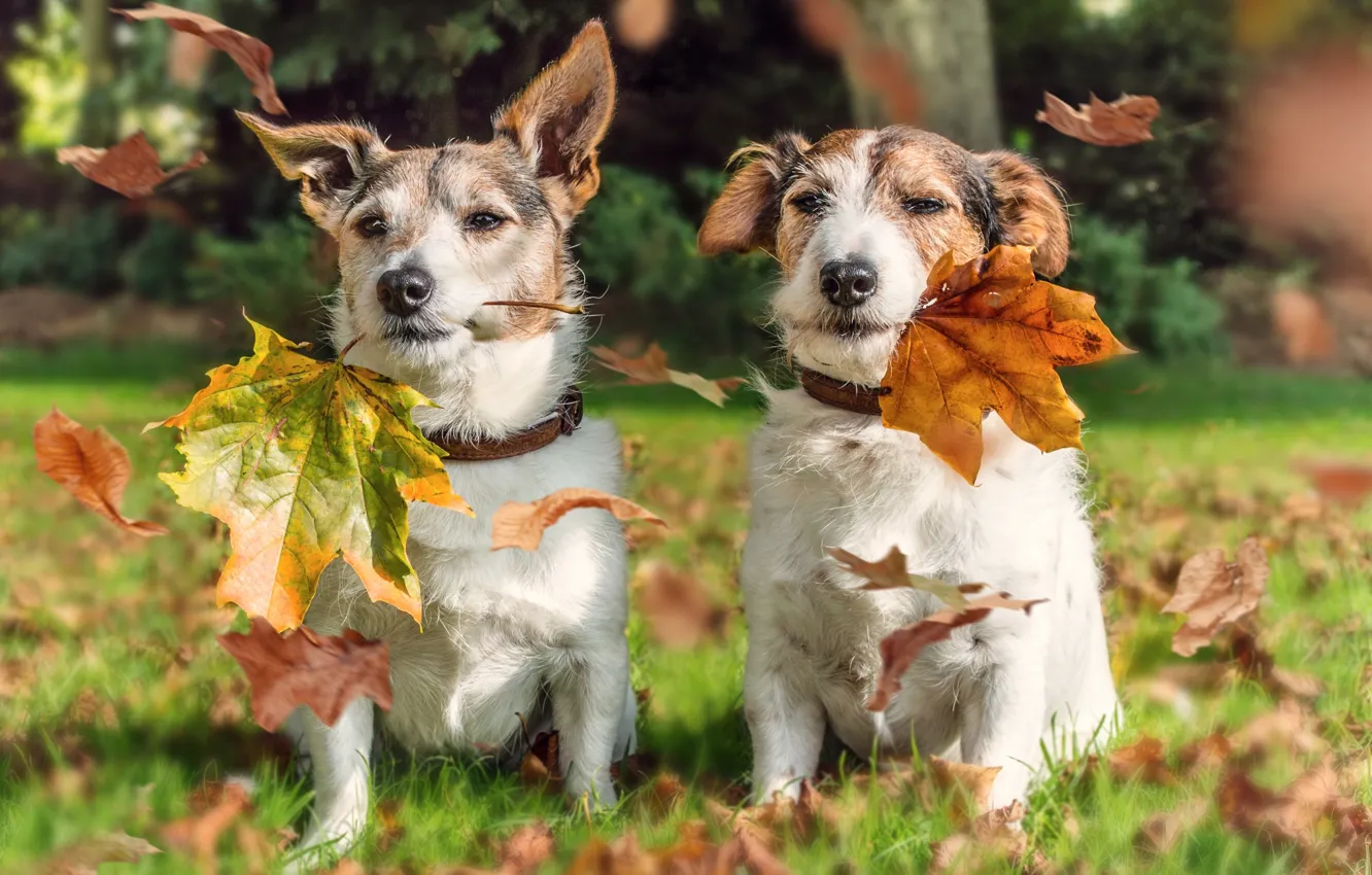 Фото обои осень, собаки, листья, парочка, Джек Рассел Терьер