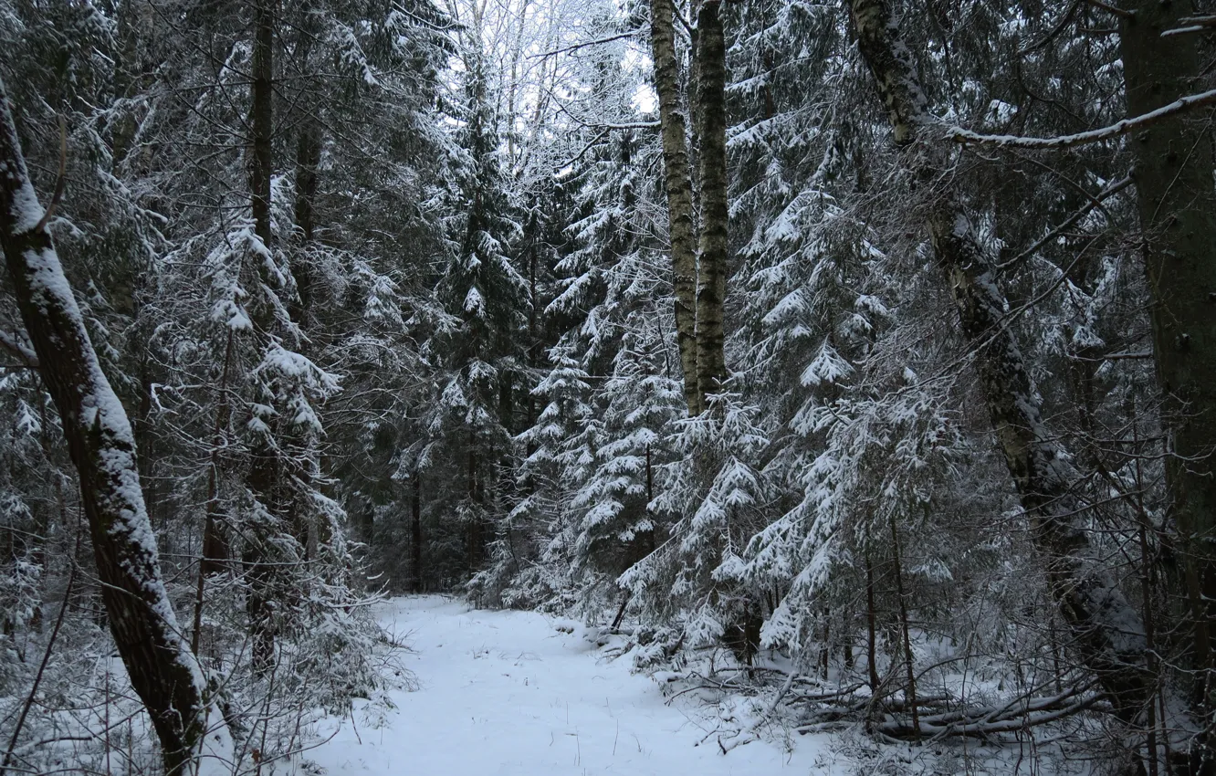 Фото обои зима, лес, снег, деревья, природа, тропа