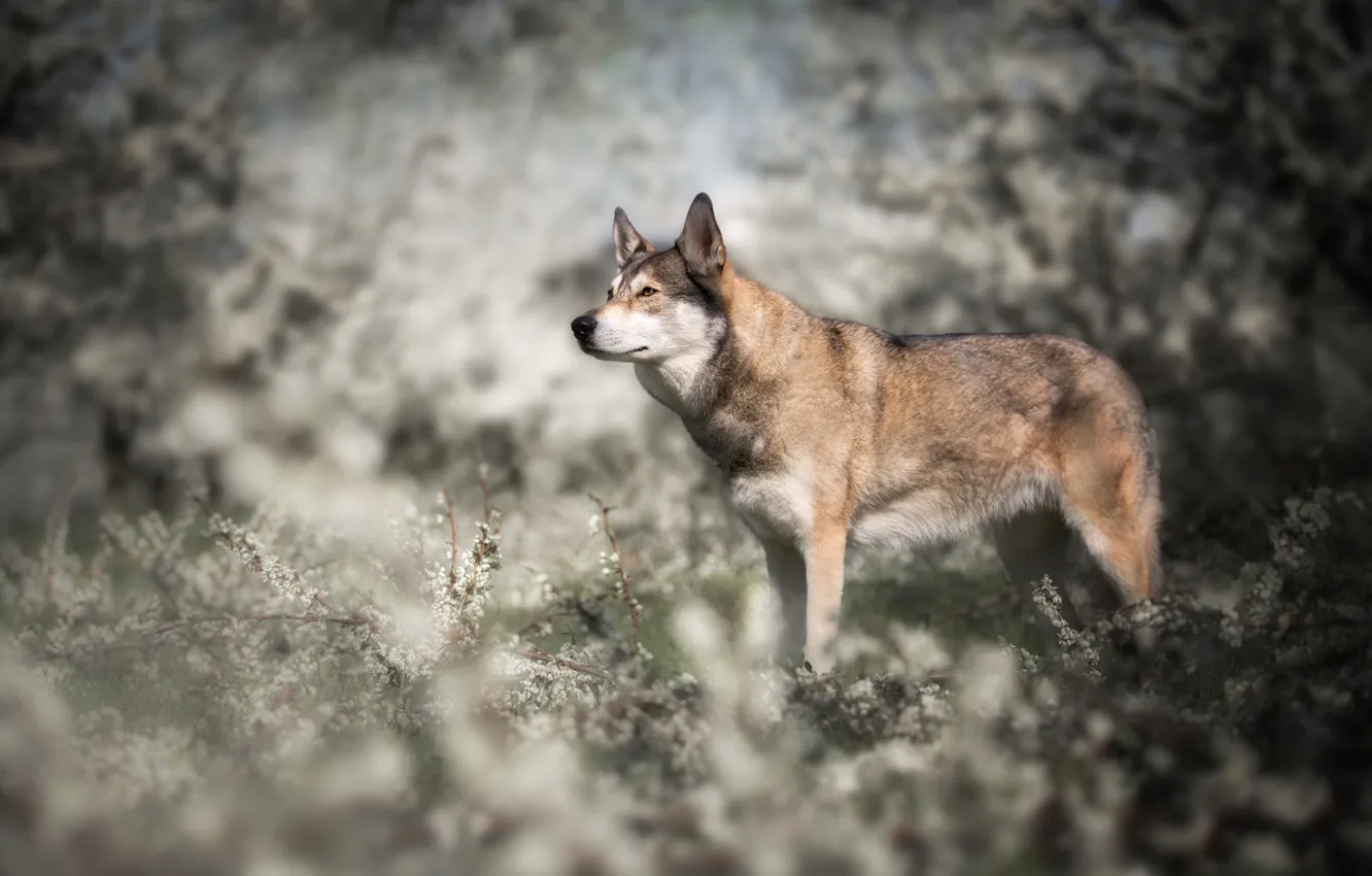 Фото обои морда, цветы, волк, собака, весна, волчья, волчья собака Сарлоса
