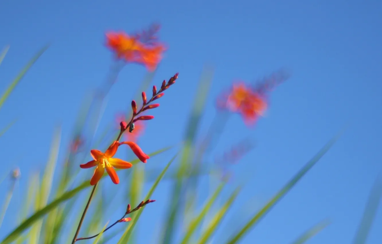 Фото обои небо, трава, цветы, растение