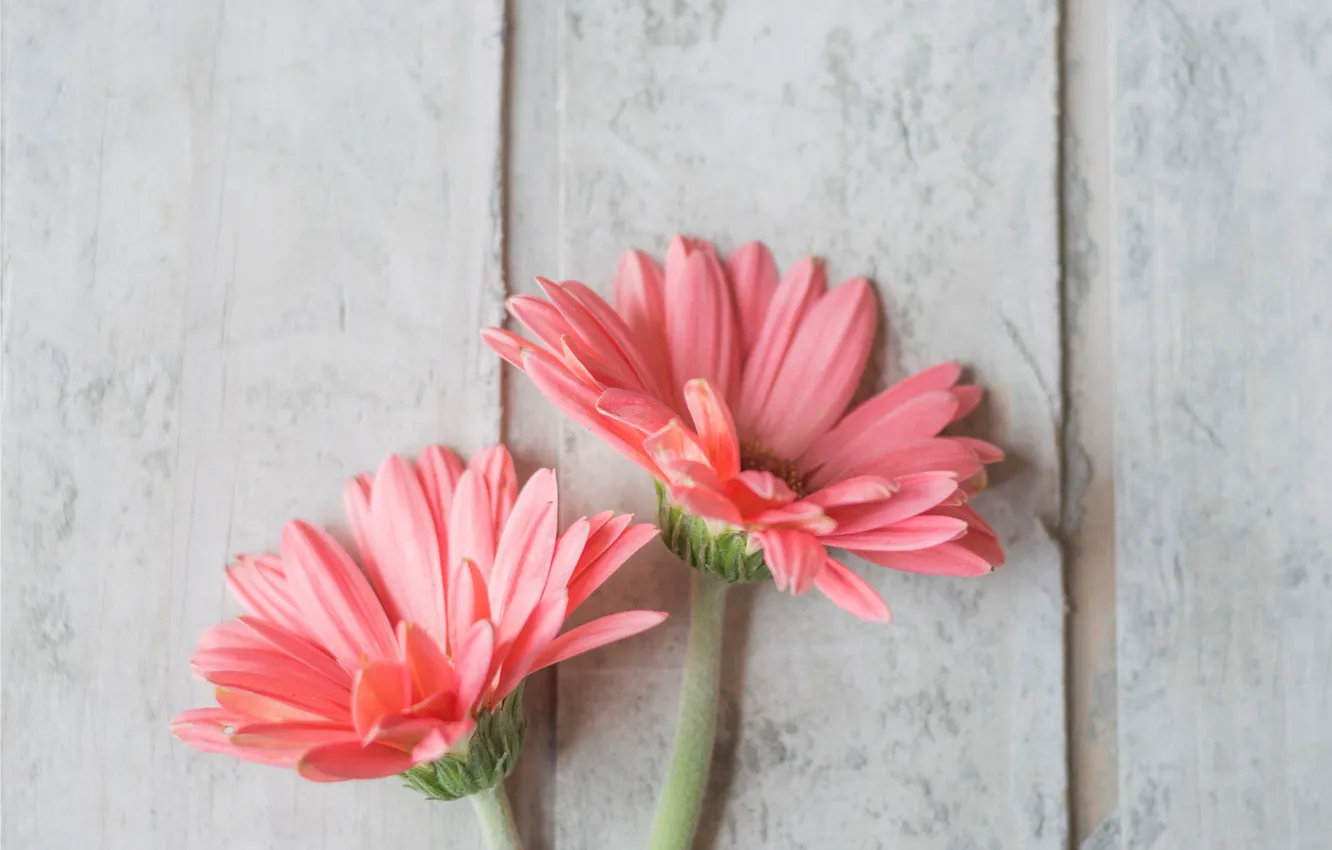 Фото обои цветы, wood, pink, flowers, хризантема