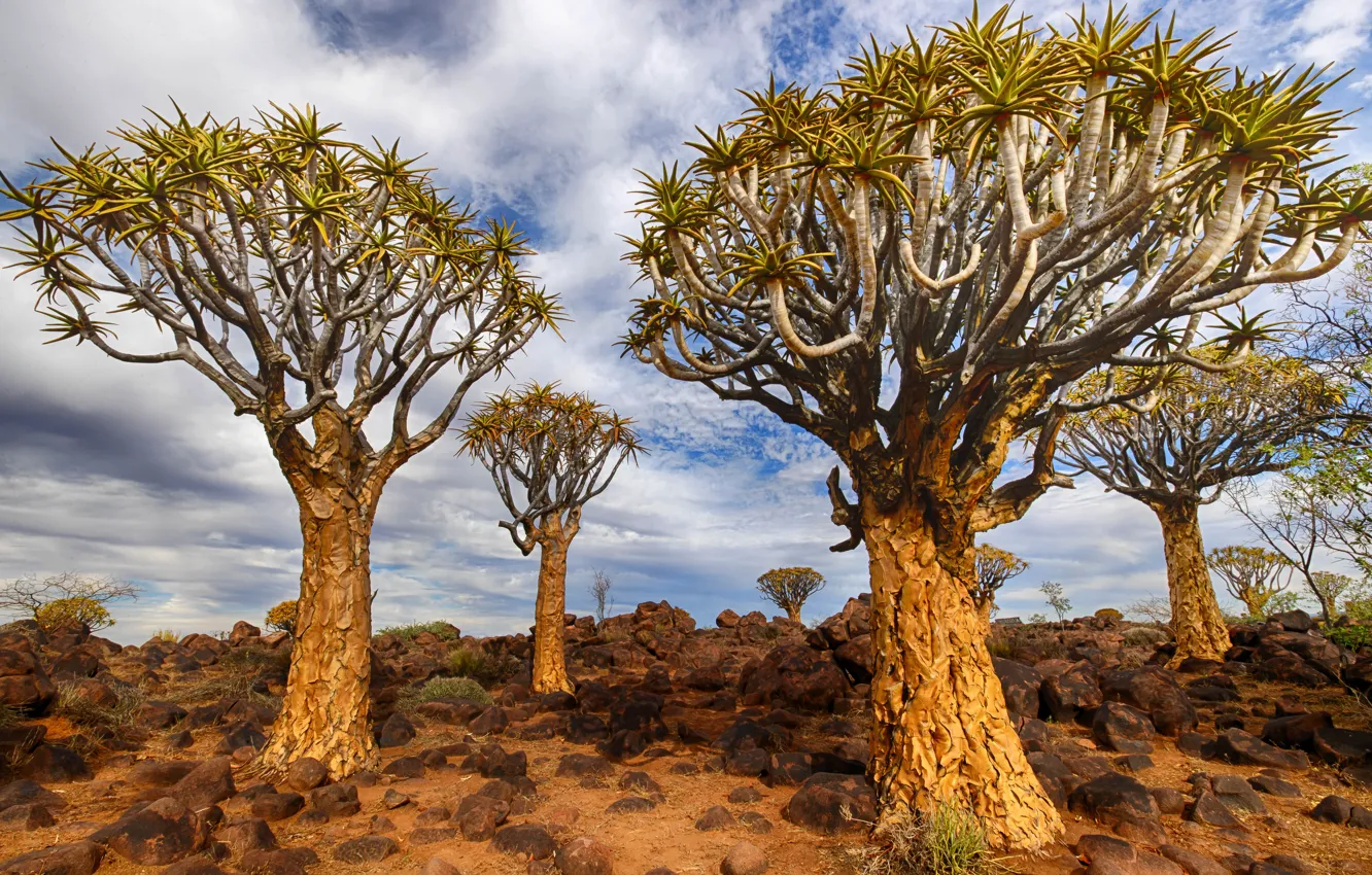 Фото обои Namibia, Quiver Tree, Keetmanshoop