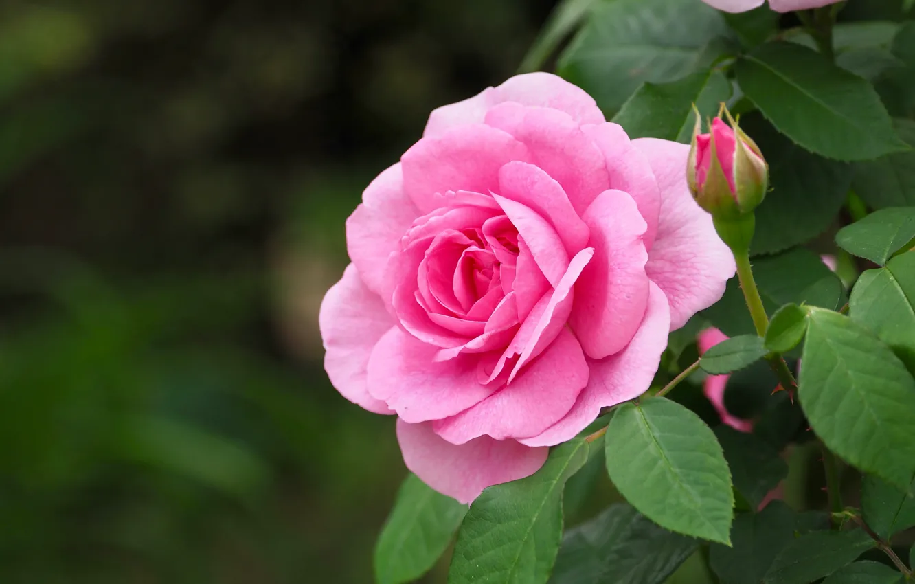 Фото обои цветок, листья, розовая, роза, сад, бутон, розочка, розовый куст