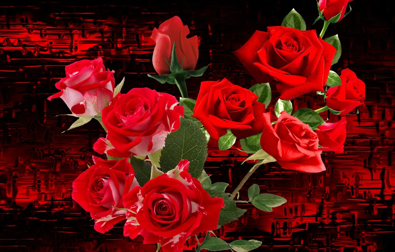 Фото обои цветы, фон, букет, Розы, обложка
