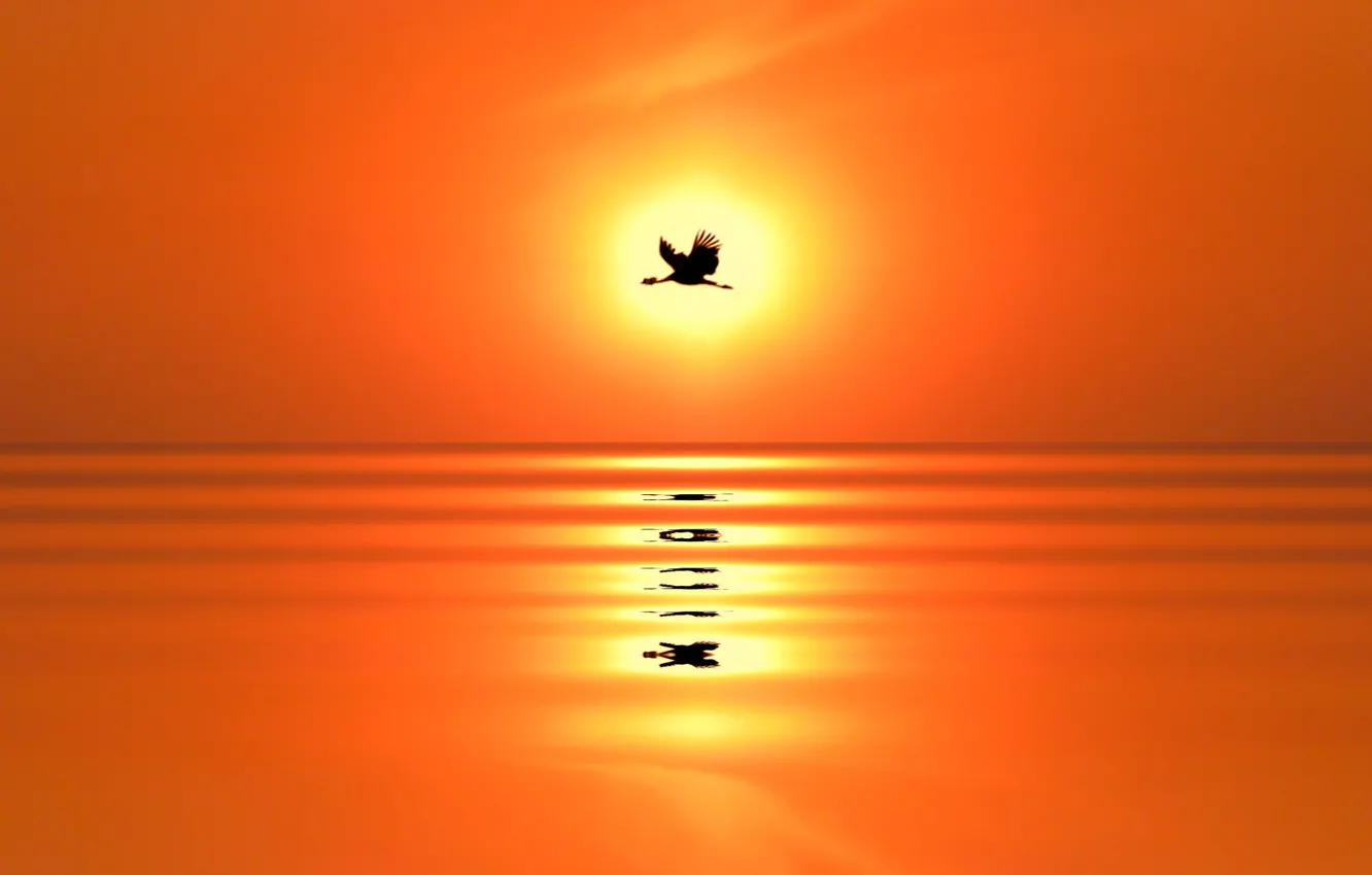 Фото обои море, солнце, закат, отражение, птица, силуэт, журавль