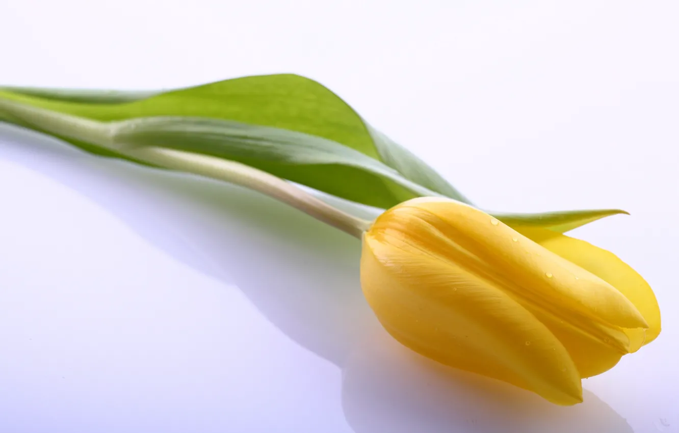 Фото обои листья, цветы, яркий, жёлтый, тюльпан, красота, светлый, лепестки