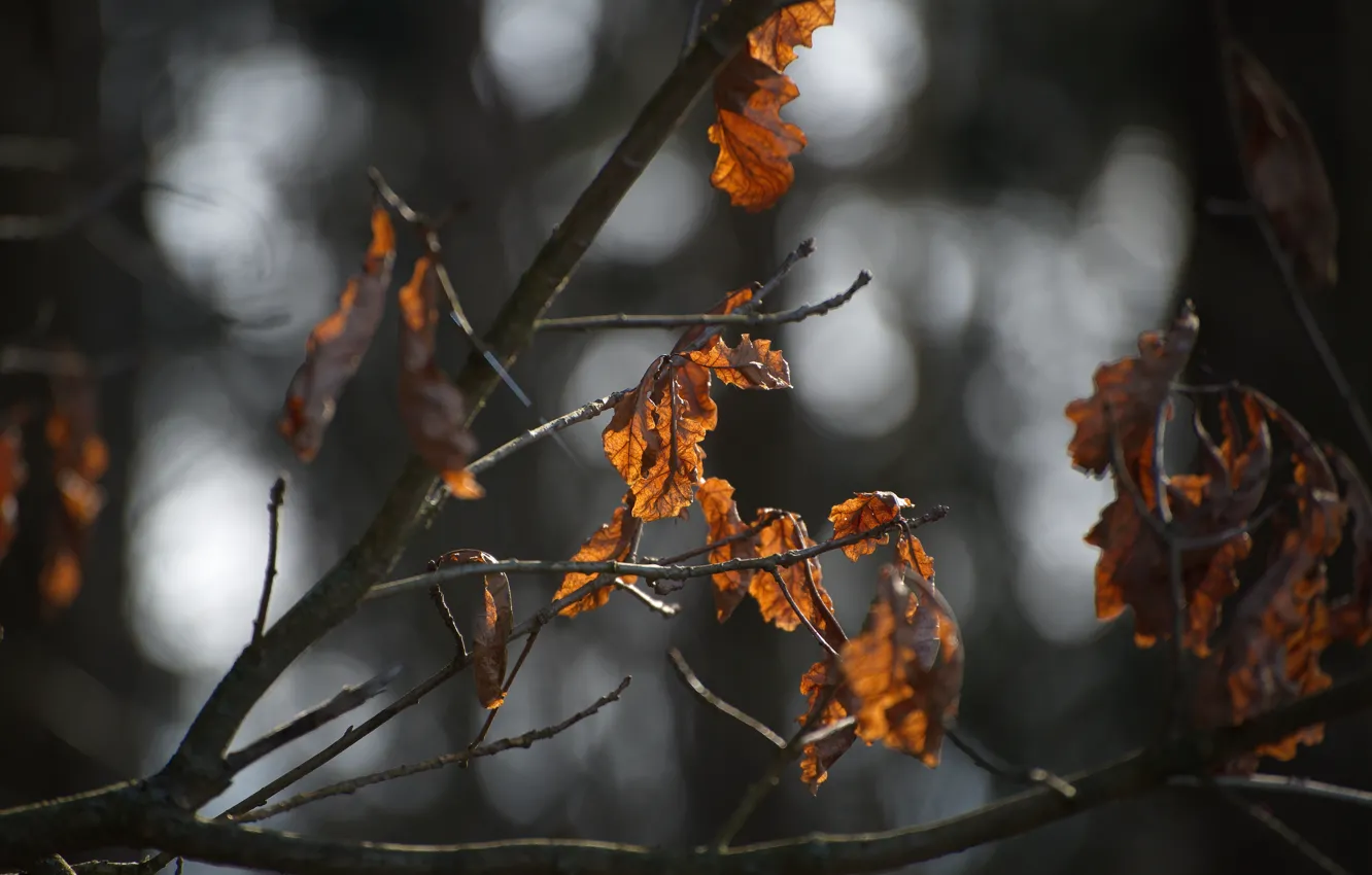 Фото обои ветки, дерево, боке, солнечный свет, листья сухие