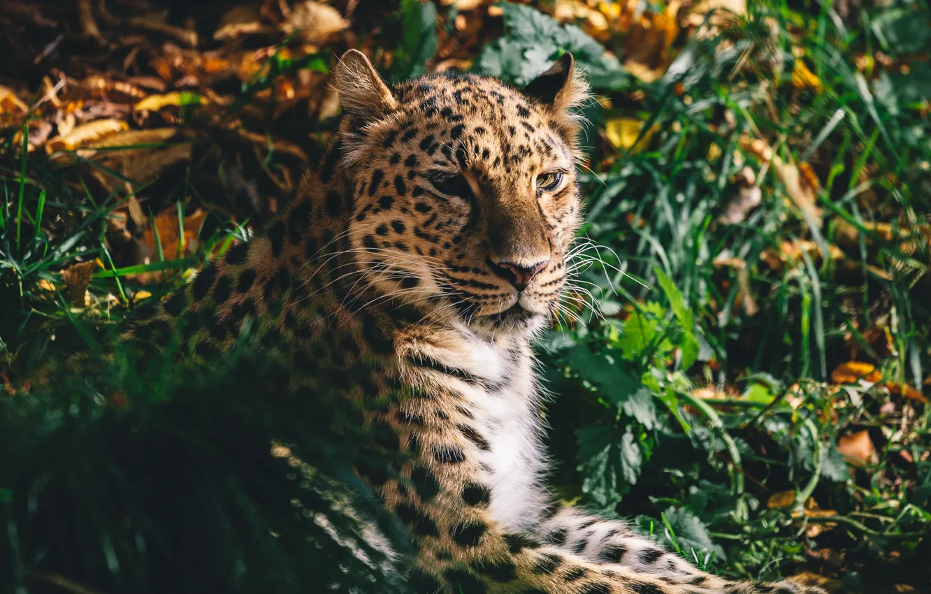Фото обои морда, хищник, дикая кошка, амурский леопард
