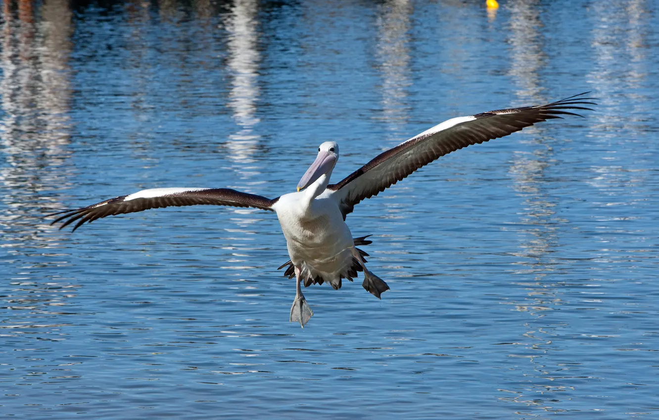 Фото обои вода, птица, крылья, пеликан