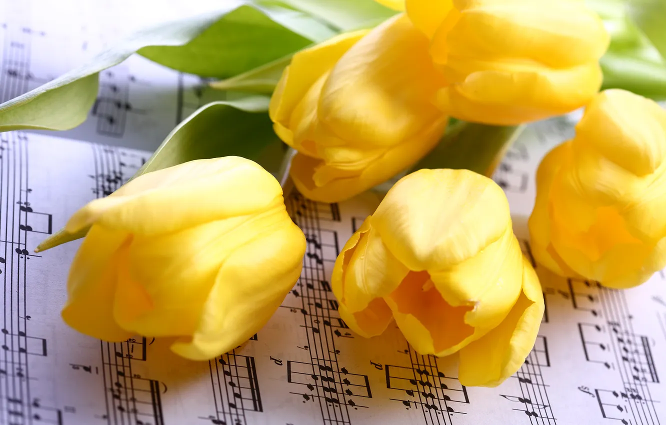 Фото обои ноты, желтые, тюльпаны, тетрадь, бутоны