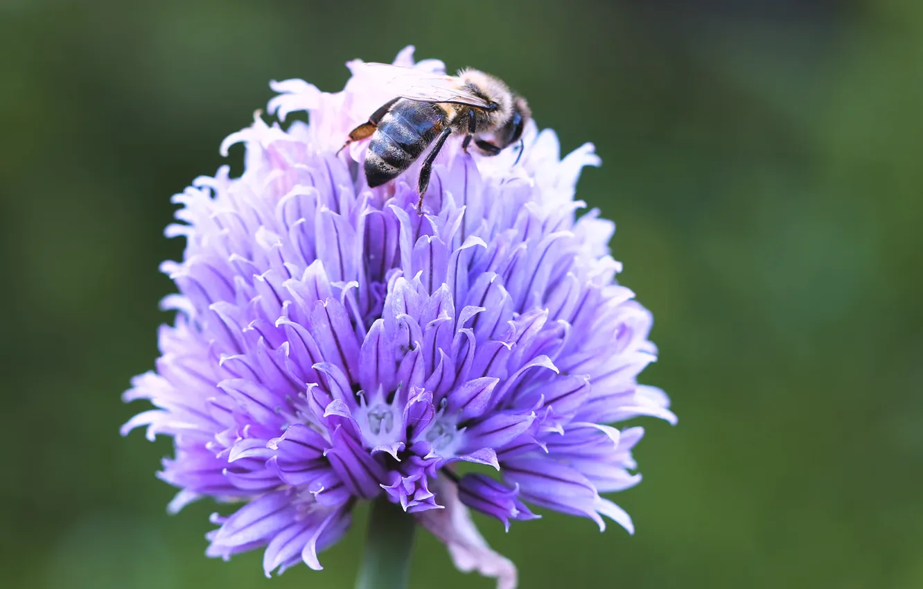Фото обои flower, purple, violet, bee