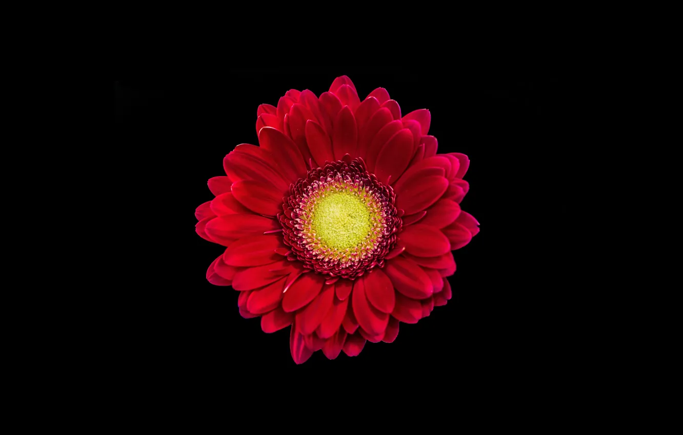 Фото обои flower, nature, Red Gerbera Daisy