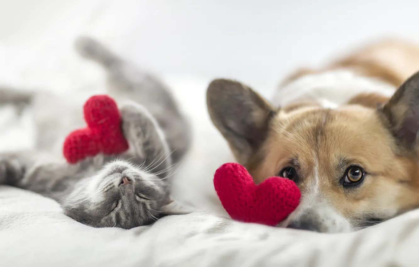 Фото обои кошка, кот, взгляд, поза, серый, друг, отдых, собака