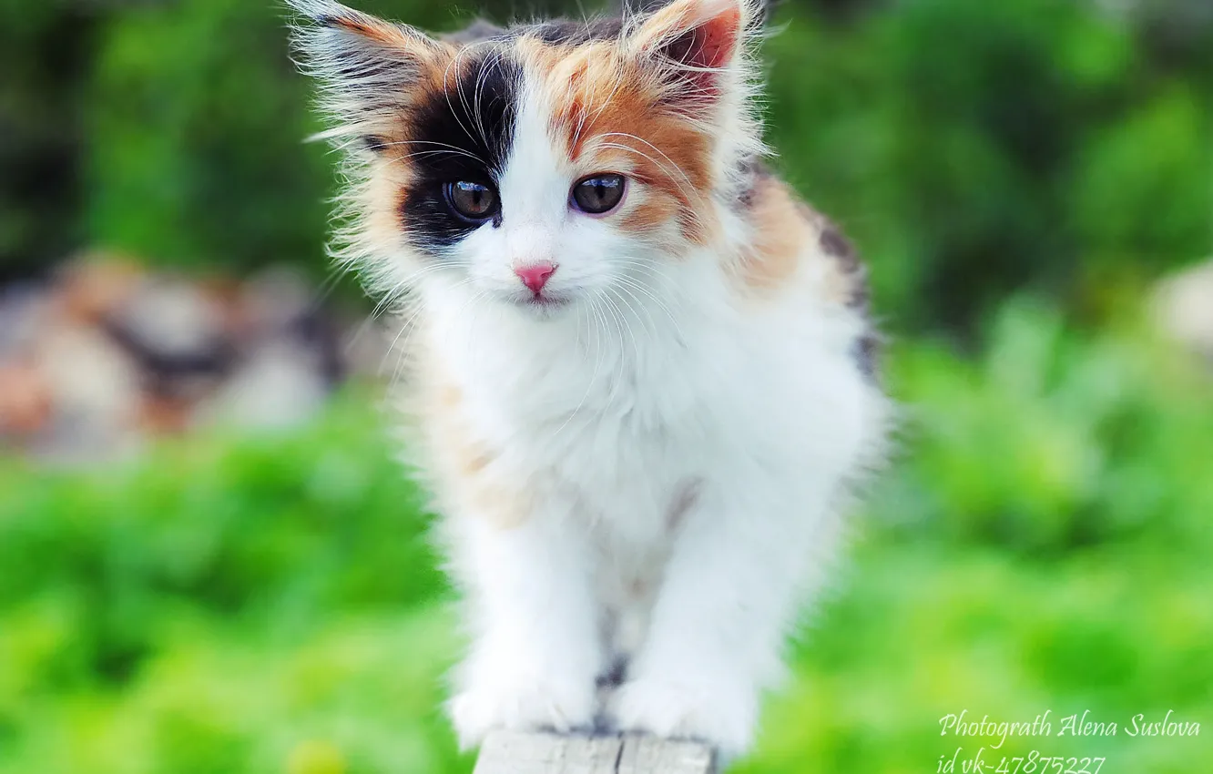 Фото обои котёнок, пятнистая кошка, трехцветная кошка