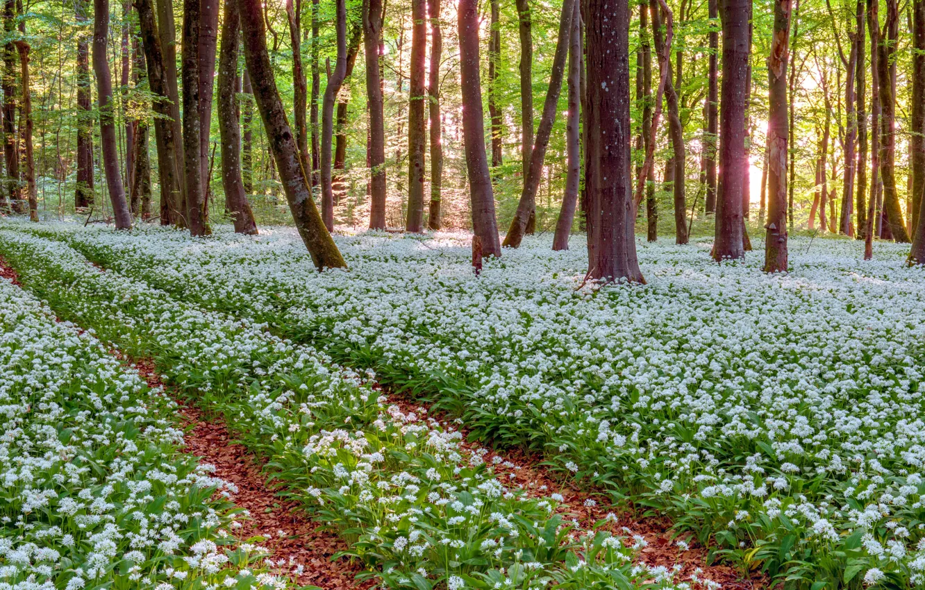 Фото обои лес, свет, деревья, цветы, заросли, поляна, весна, дорожка