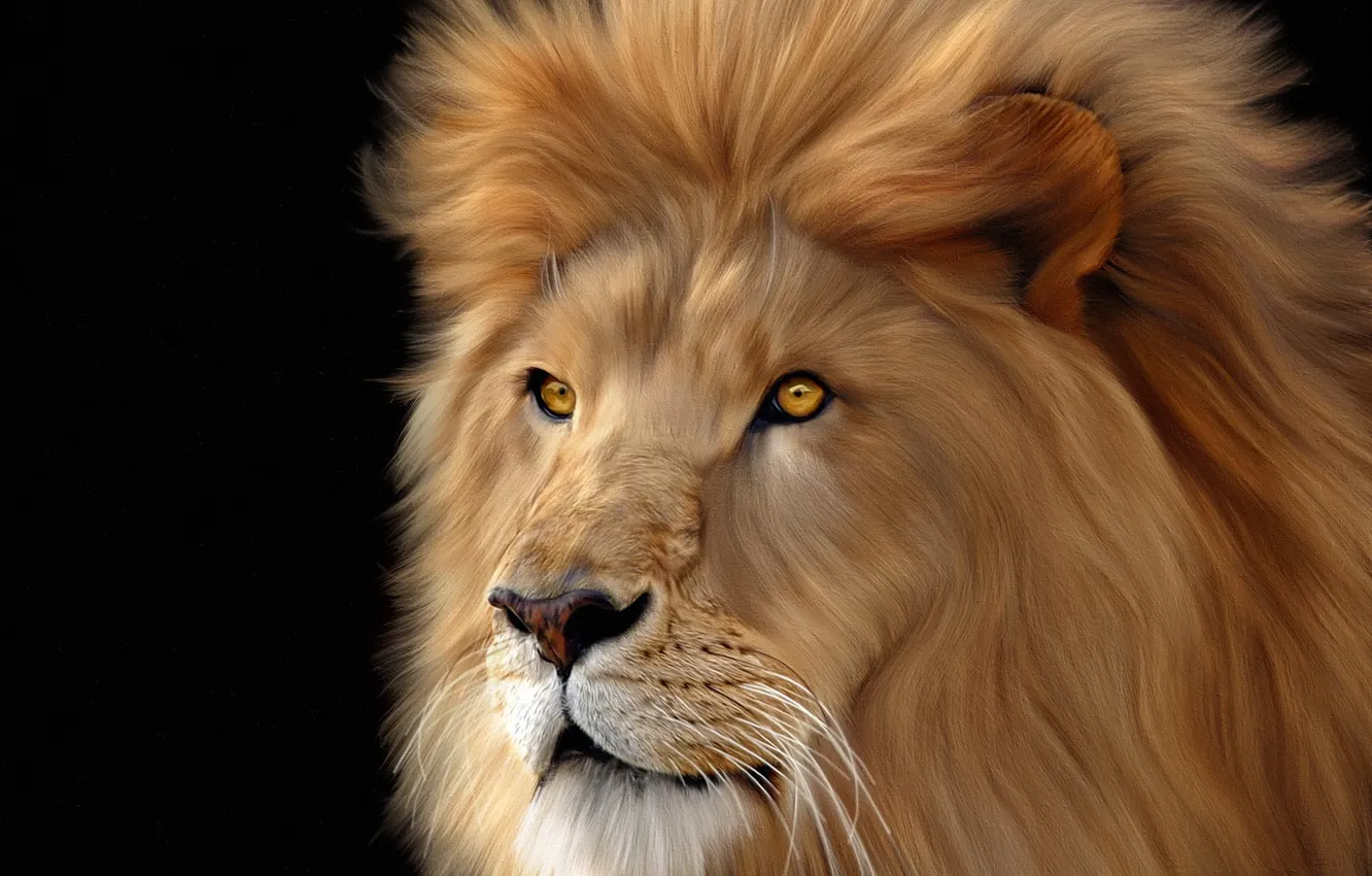 Фото обои морда, фон, лев, Big, cats, Lions