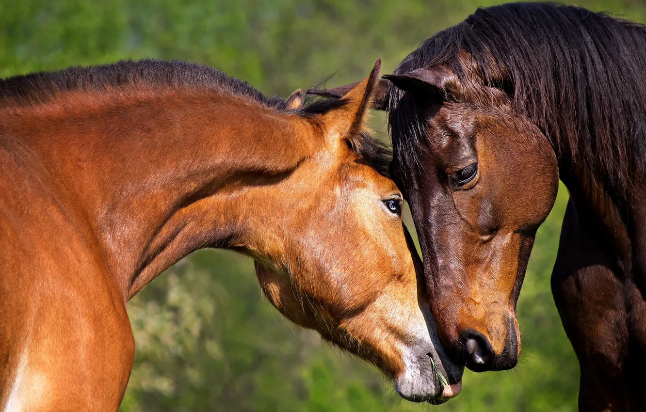 Фото обои нежность, лошади, пара
