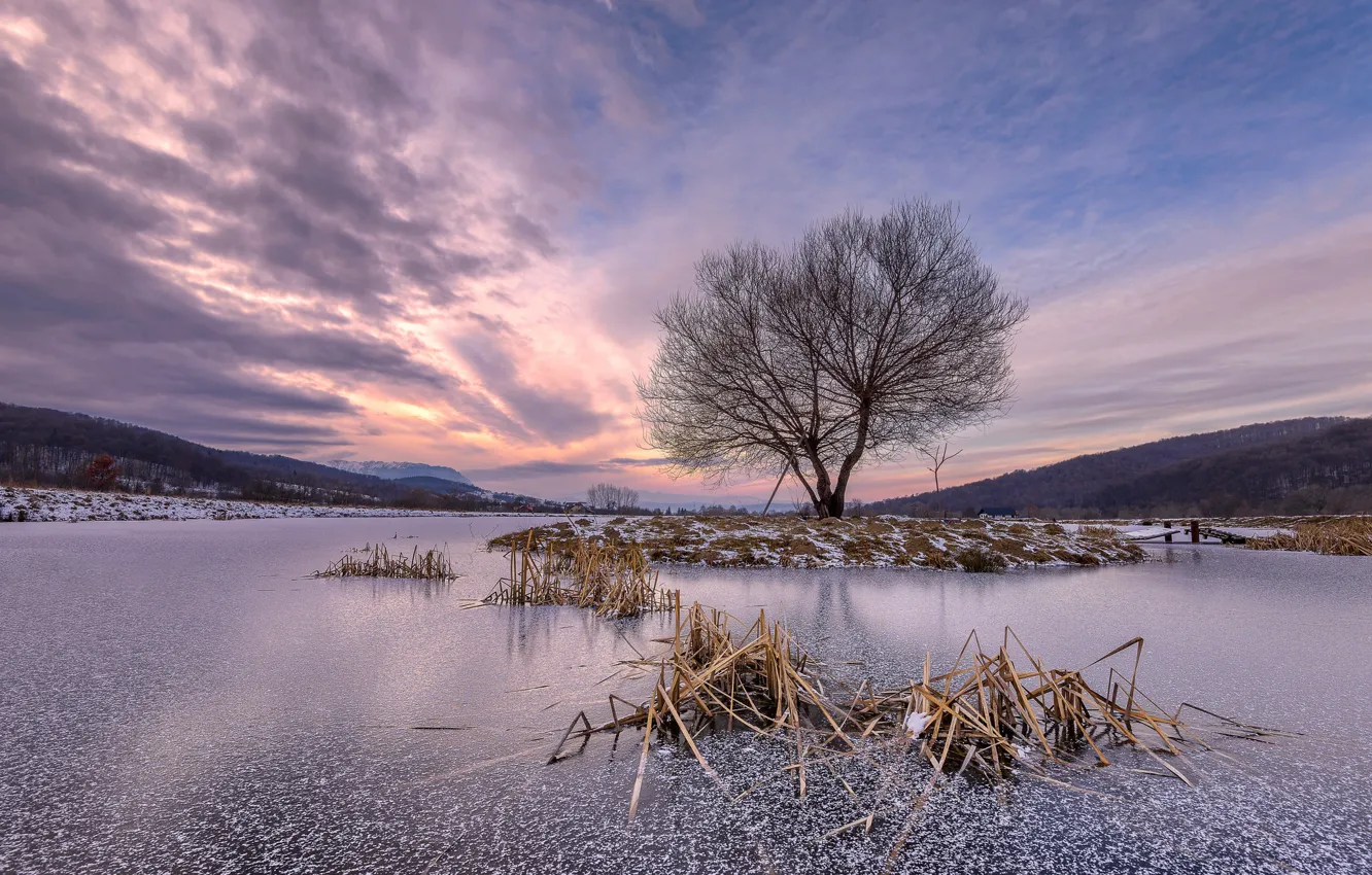 Фото обои зима, озеро, дерево