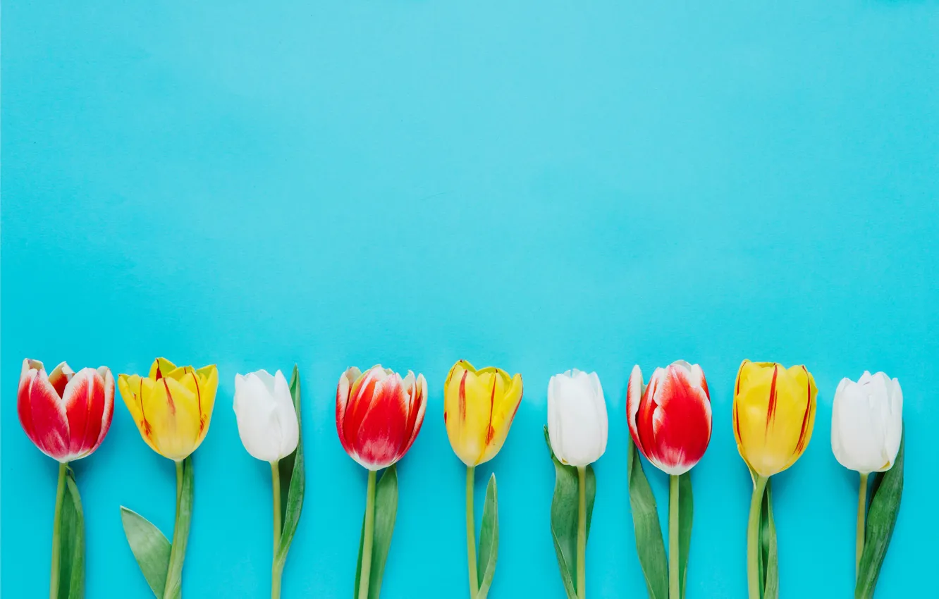 Фото обои цветы, colorful, тюльпаны, fresh, flowers, tulips, spring