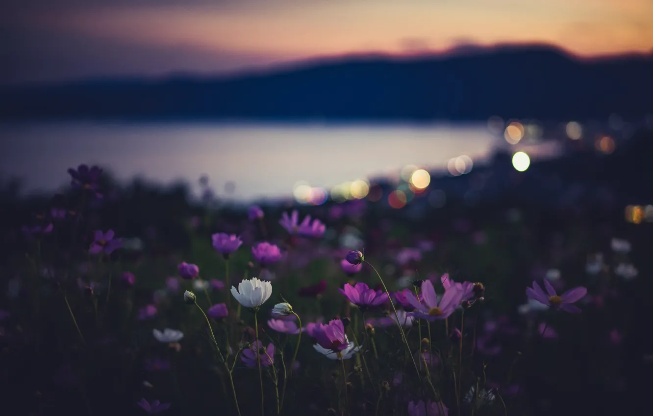 Фото обои цветы, ночь, природа