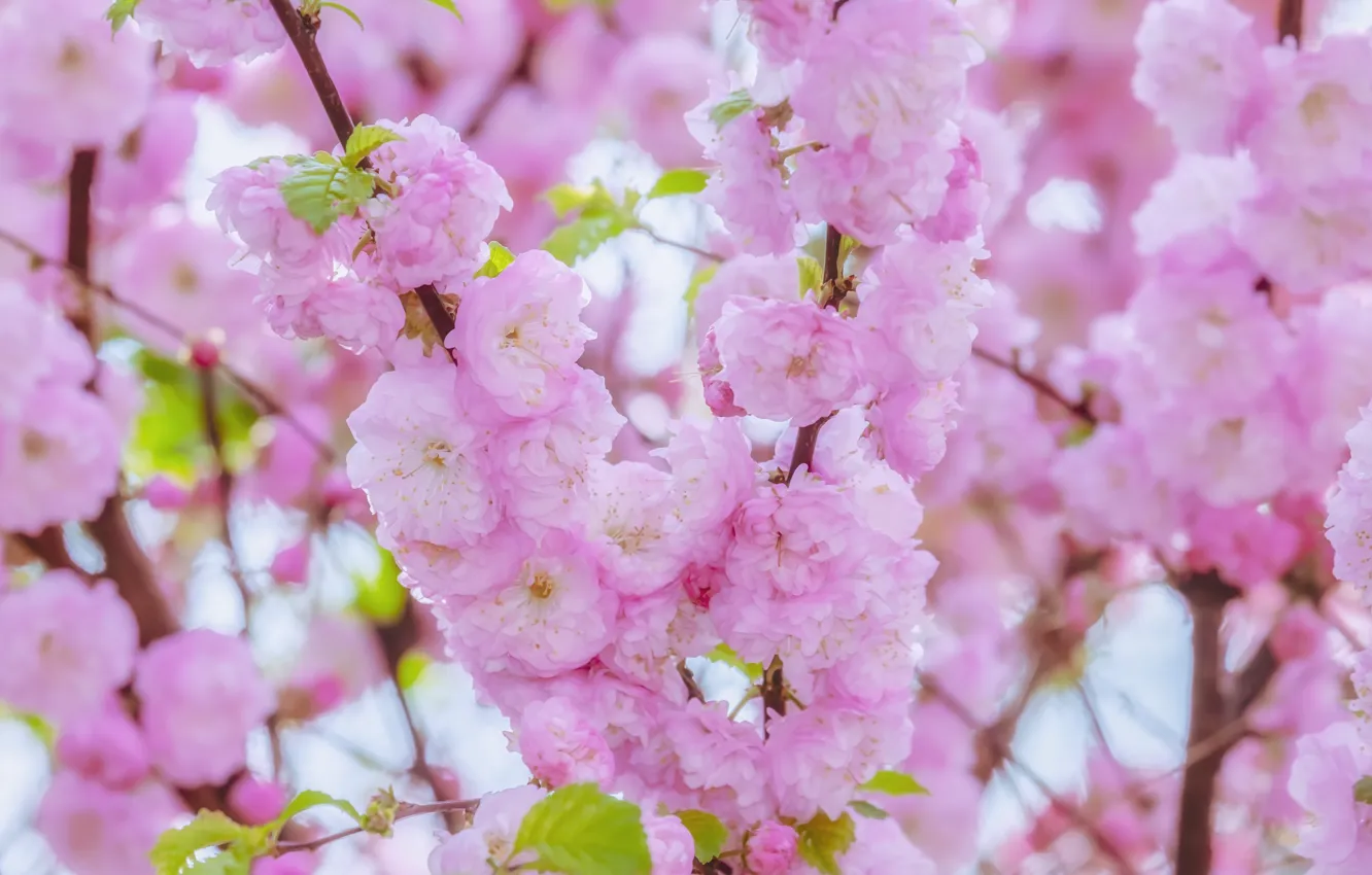 Фото обои вишня, сакура, цветение, blossom, background, sakura, cherry, japanese