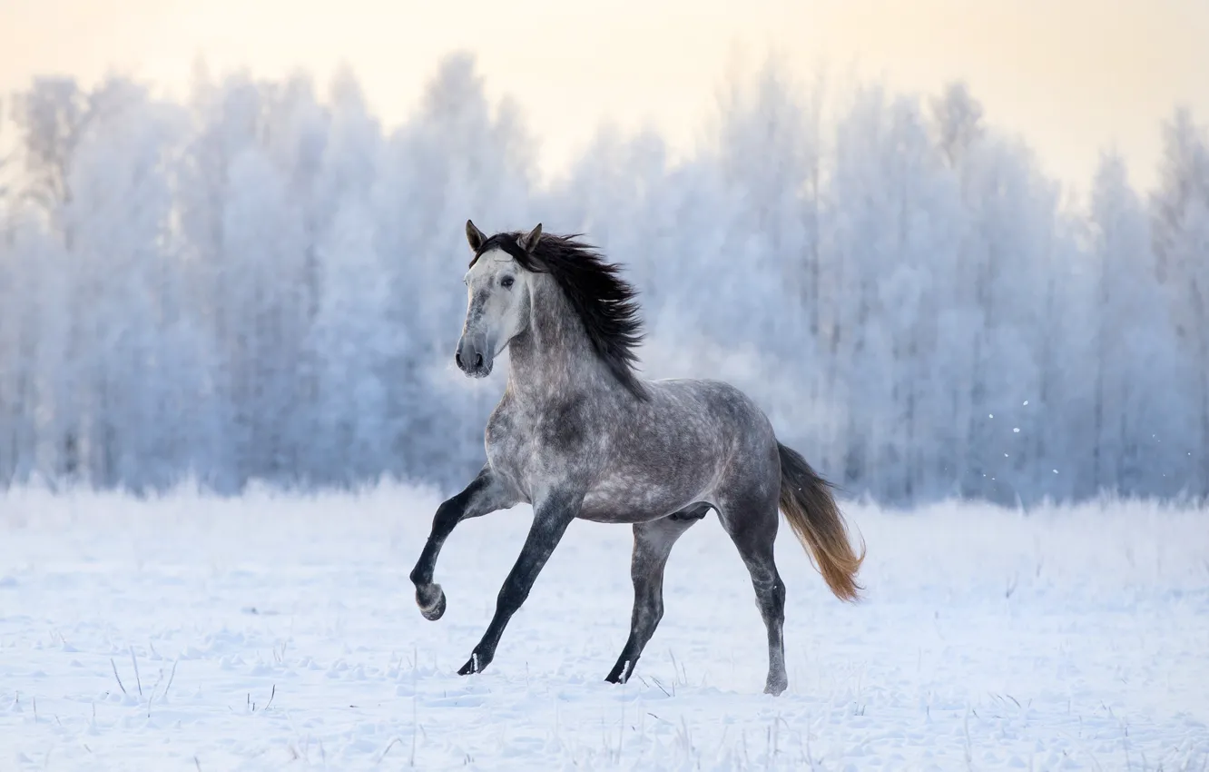 Фото обои white, snow, horse, white horse, appaloosa