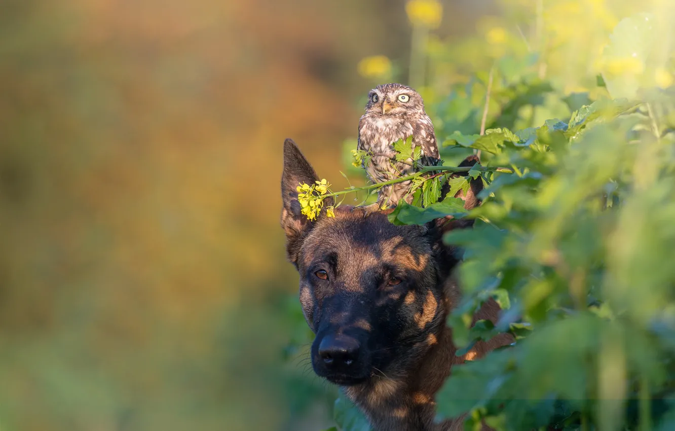 Фото обои листья, природа, животное, сова, птица, собака, пёс
