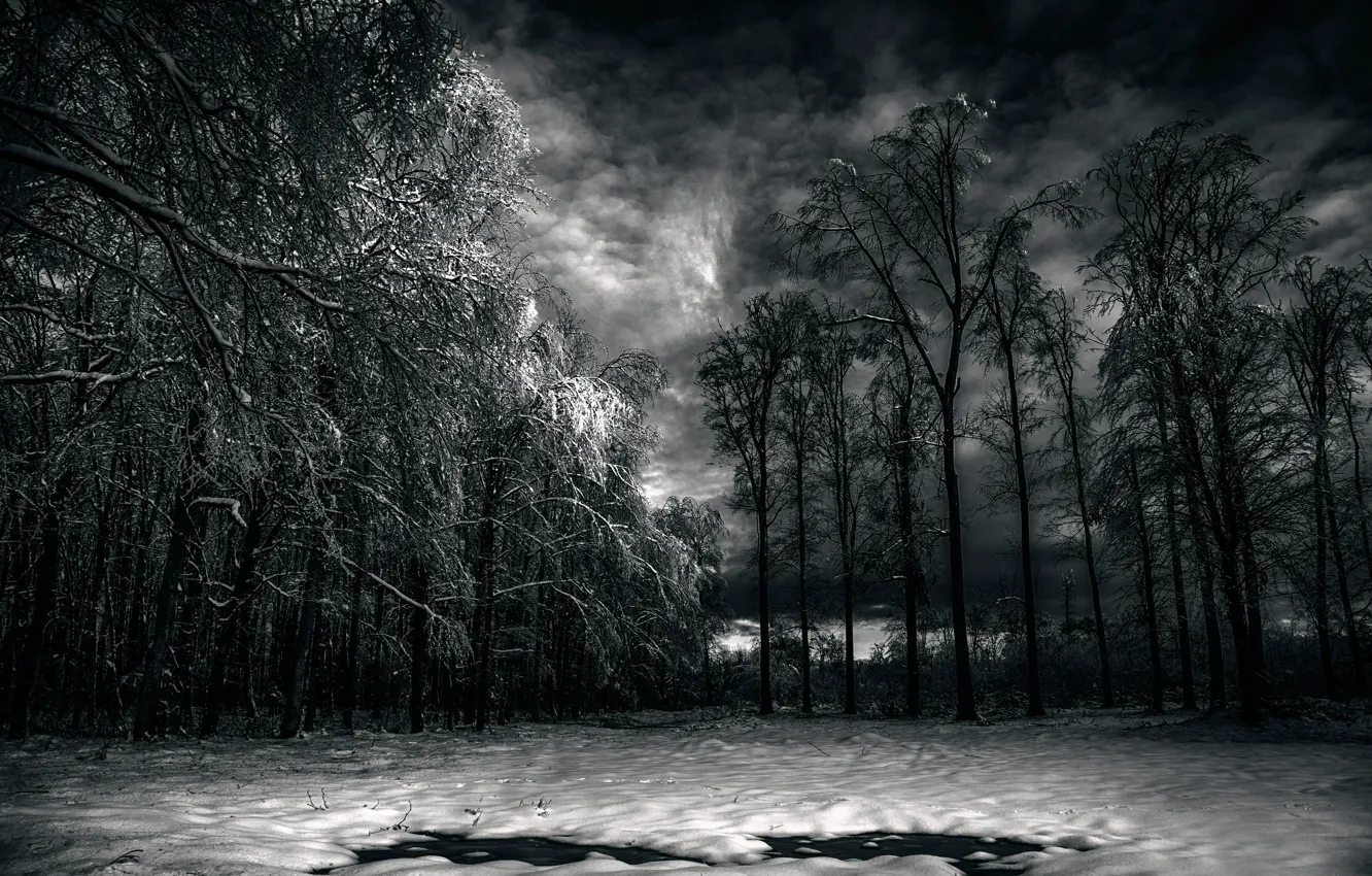 Фото обои лес, облака, снег, Black Forest