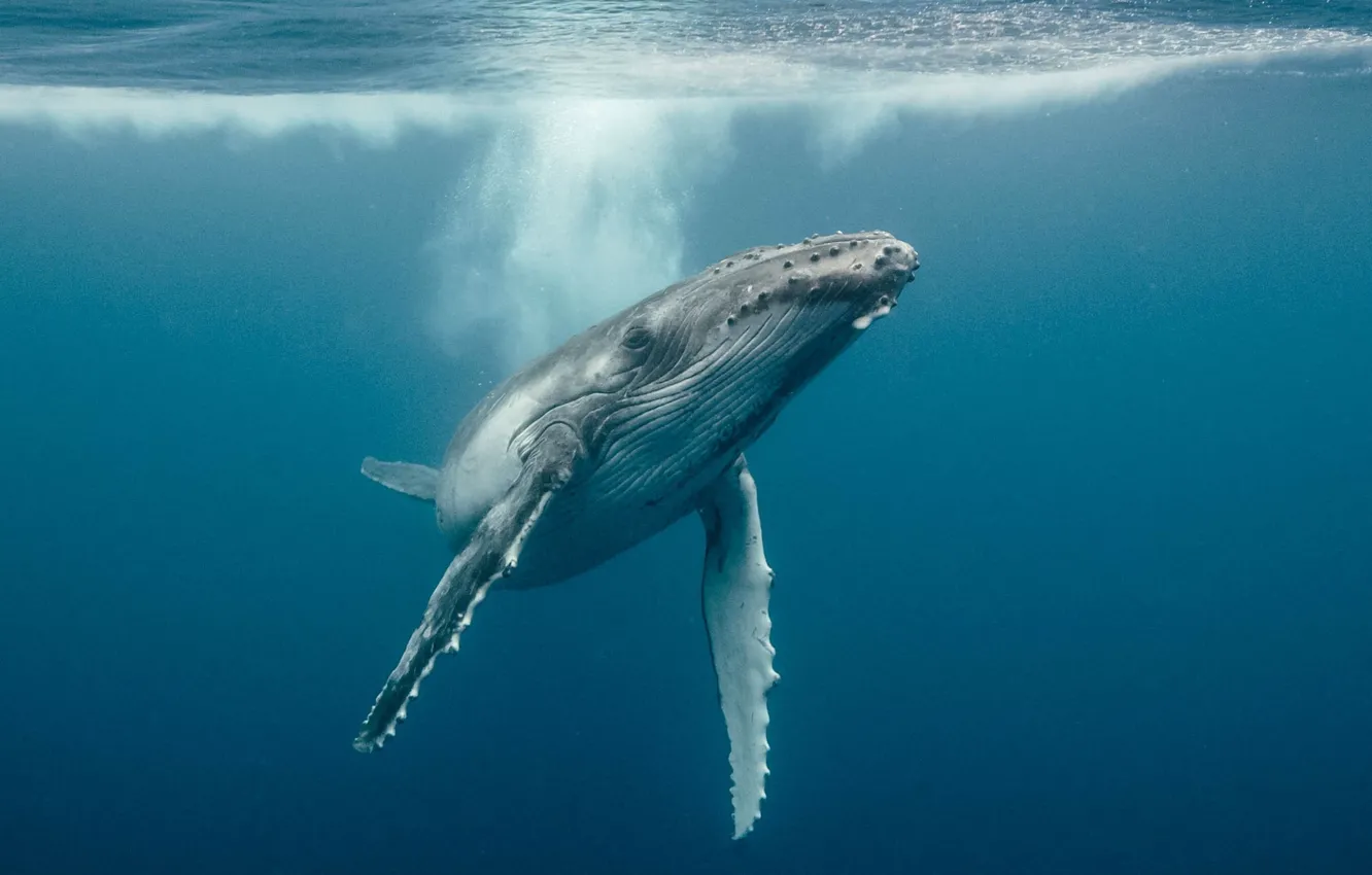 Фото обои underwater, whales, sea, ocean, fish, Whale, sealife