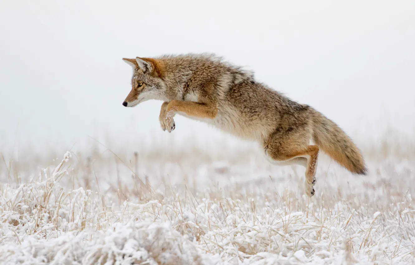 Фото обои зима, трава, снег, нападение, койот, прыгать