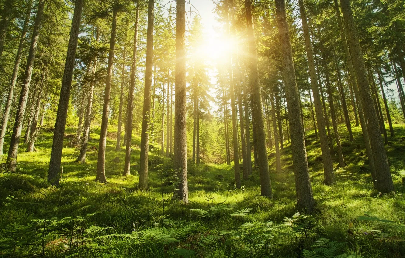 Фото обои лес, лето, солнце, природа