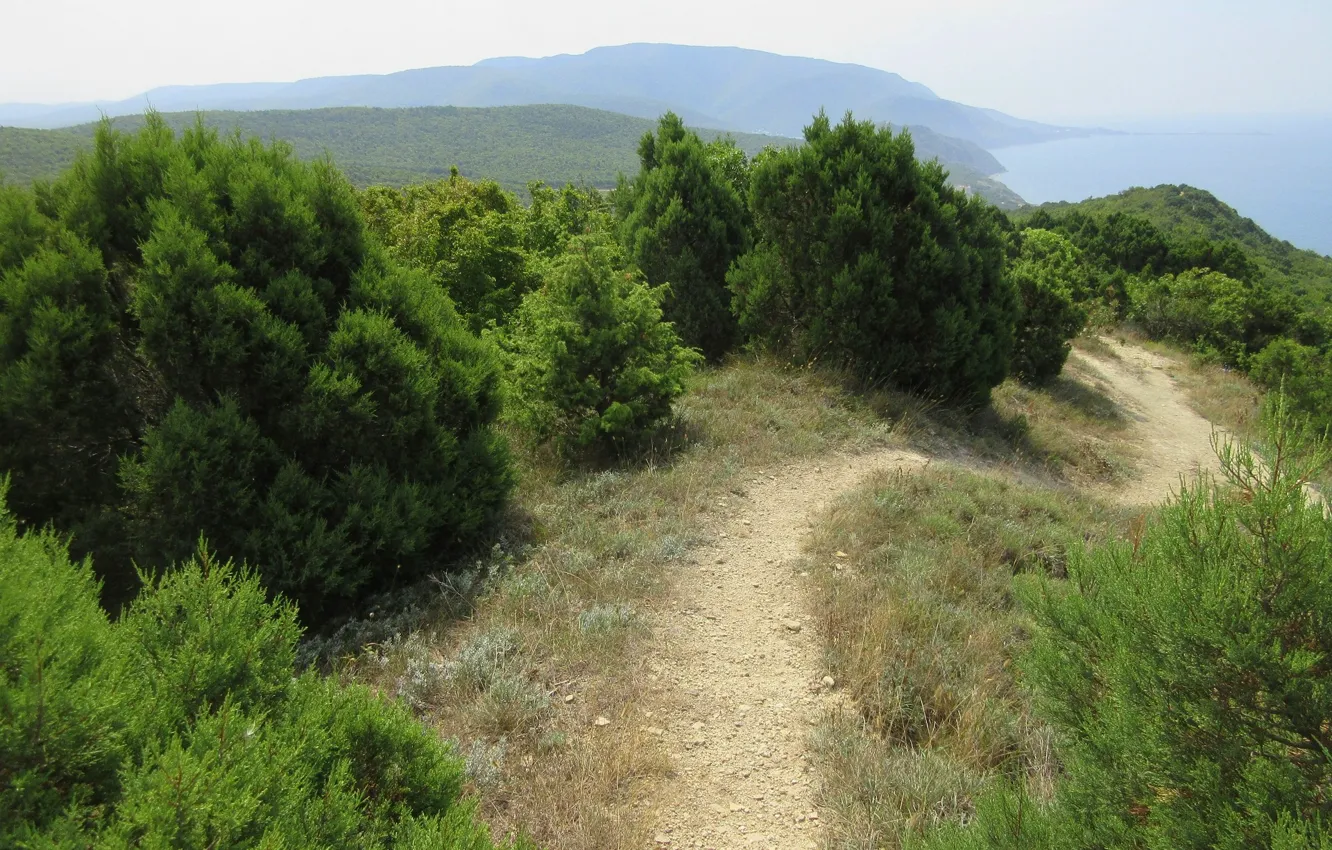Фото обои кусты, Краснодарский край, Meduzanol ©, лето 2018, посёлок Сукко, тропина