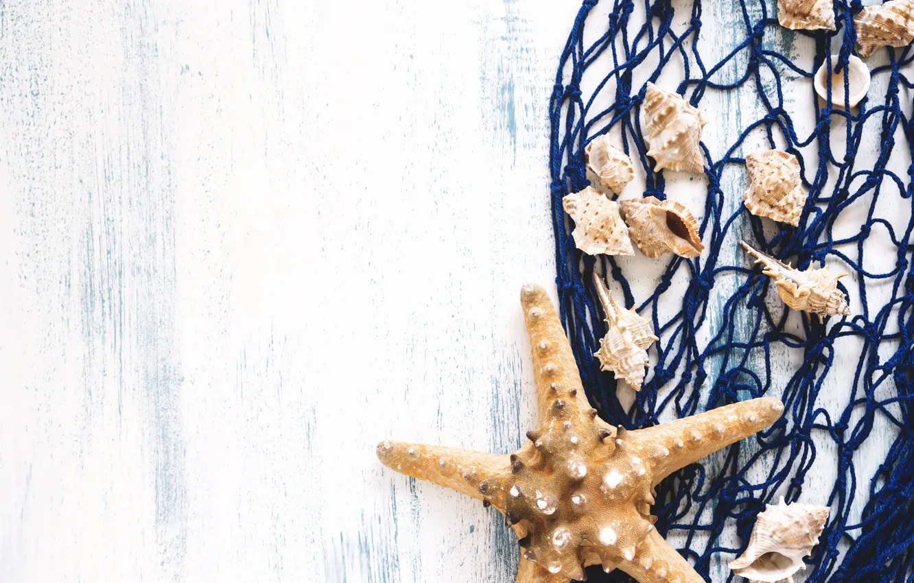 Фото обои фон, ракушка, морска звезда, морской
