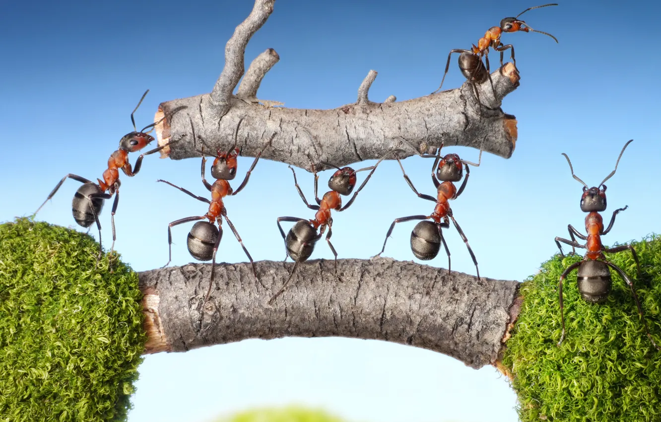 Фото обои макро, насекомые, мох, ситуация, муравьи, бревно, мостик, тяжесть