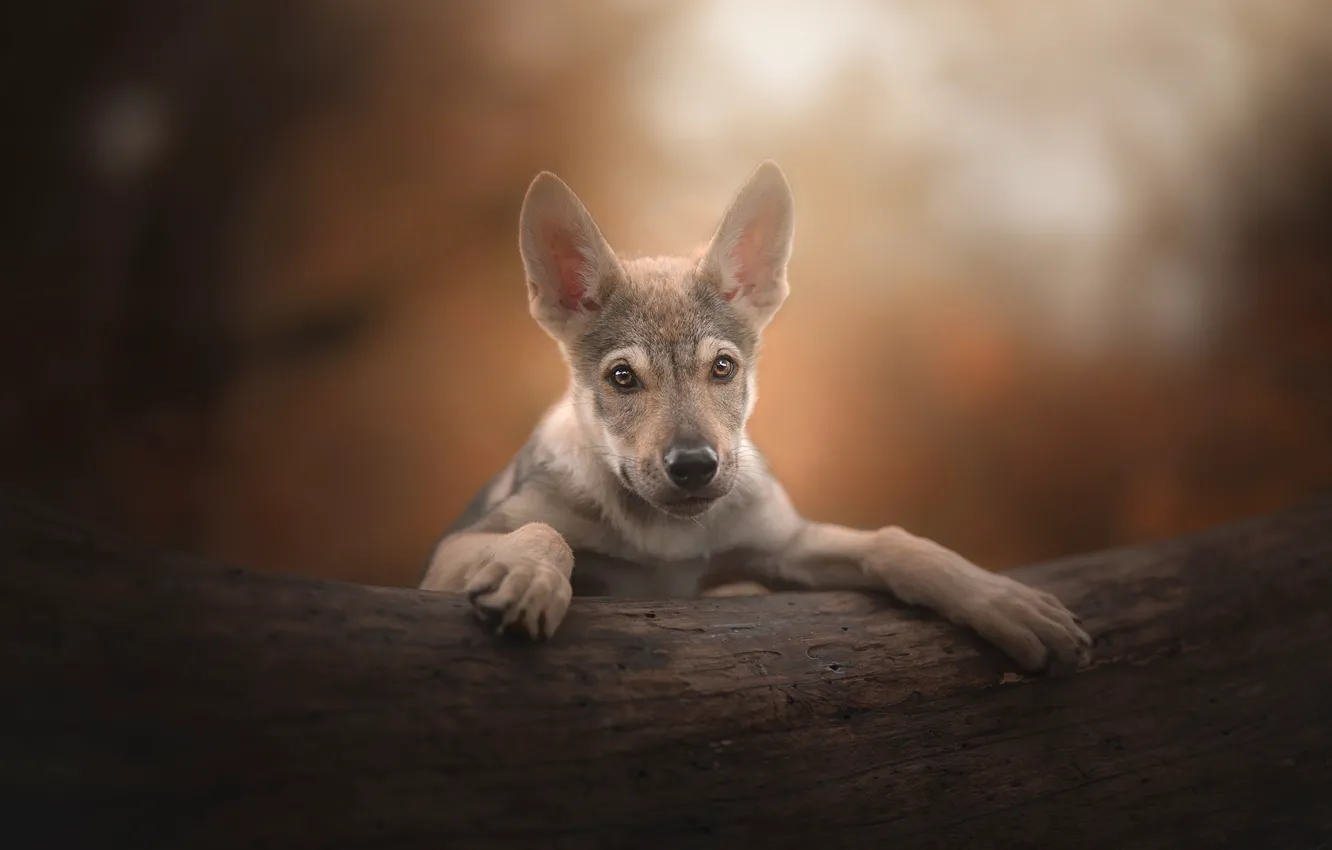 Фото обои собака, щенок, уши, боке, PuppyLove