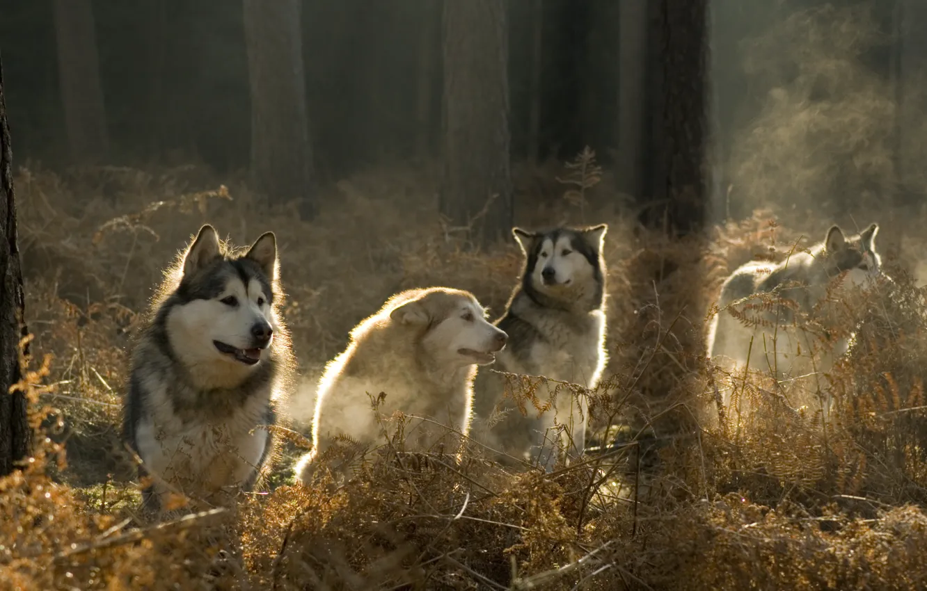 Фото обои лес, собаки, солнце
