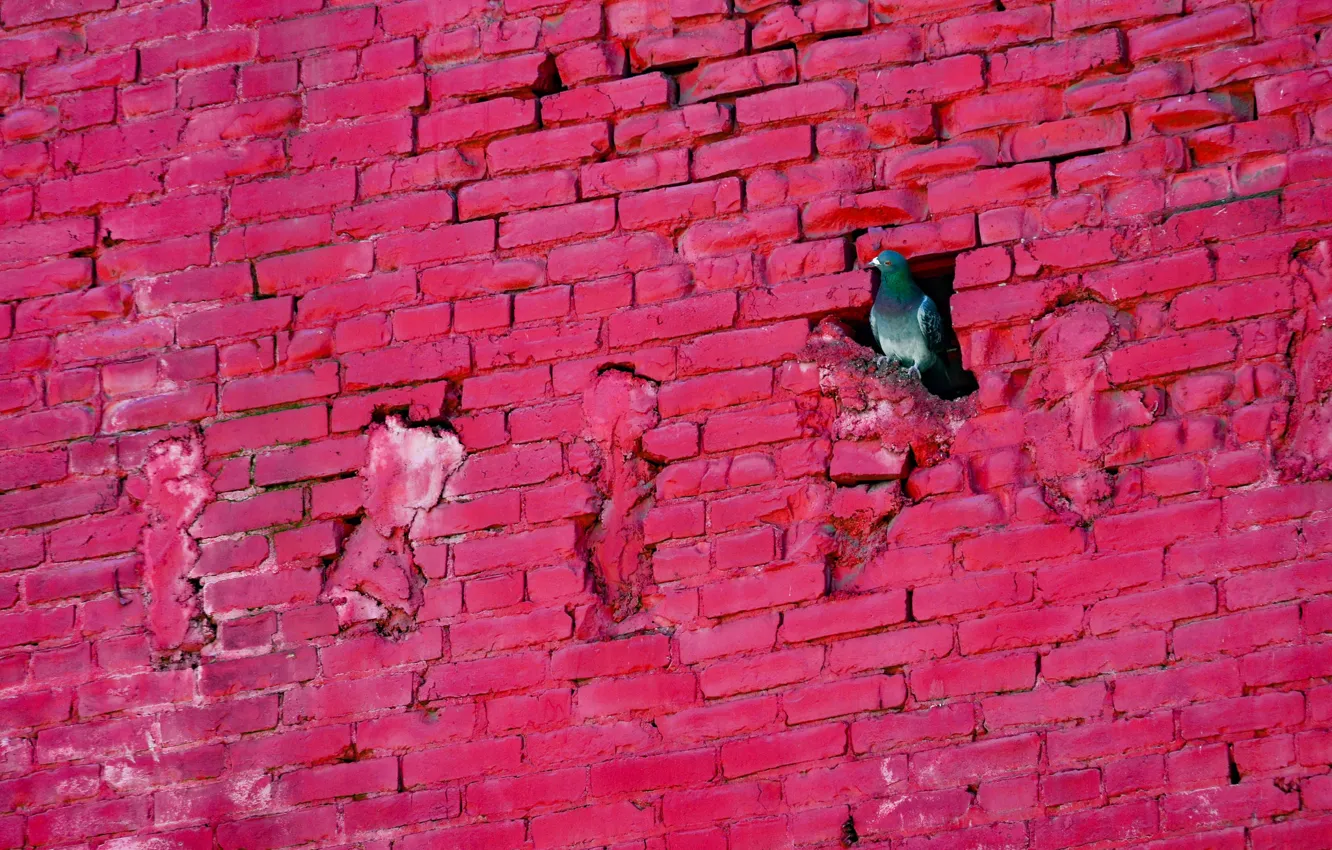 Фото обои стена, птица, голубь