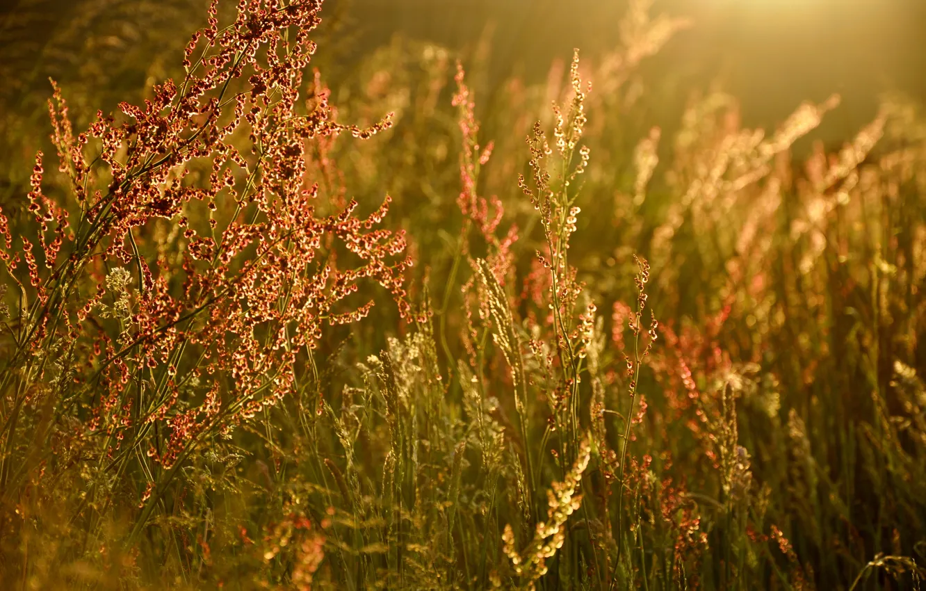 Фото обои лето, трава, свет, блики