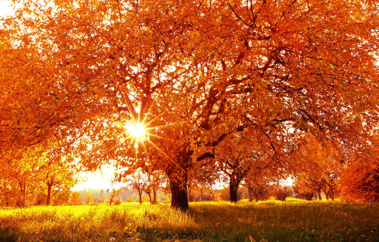 Фото обои Природа, Трава, Осень, Деревья, Лучи Света, Времена Года