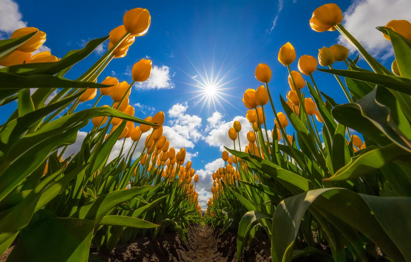 Фото обои поле, небо, тюльпаны, жёлтые тюльпаны