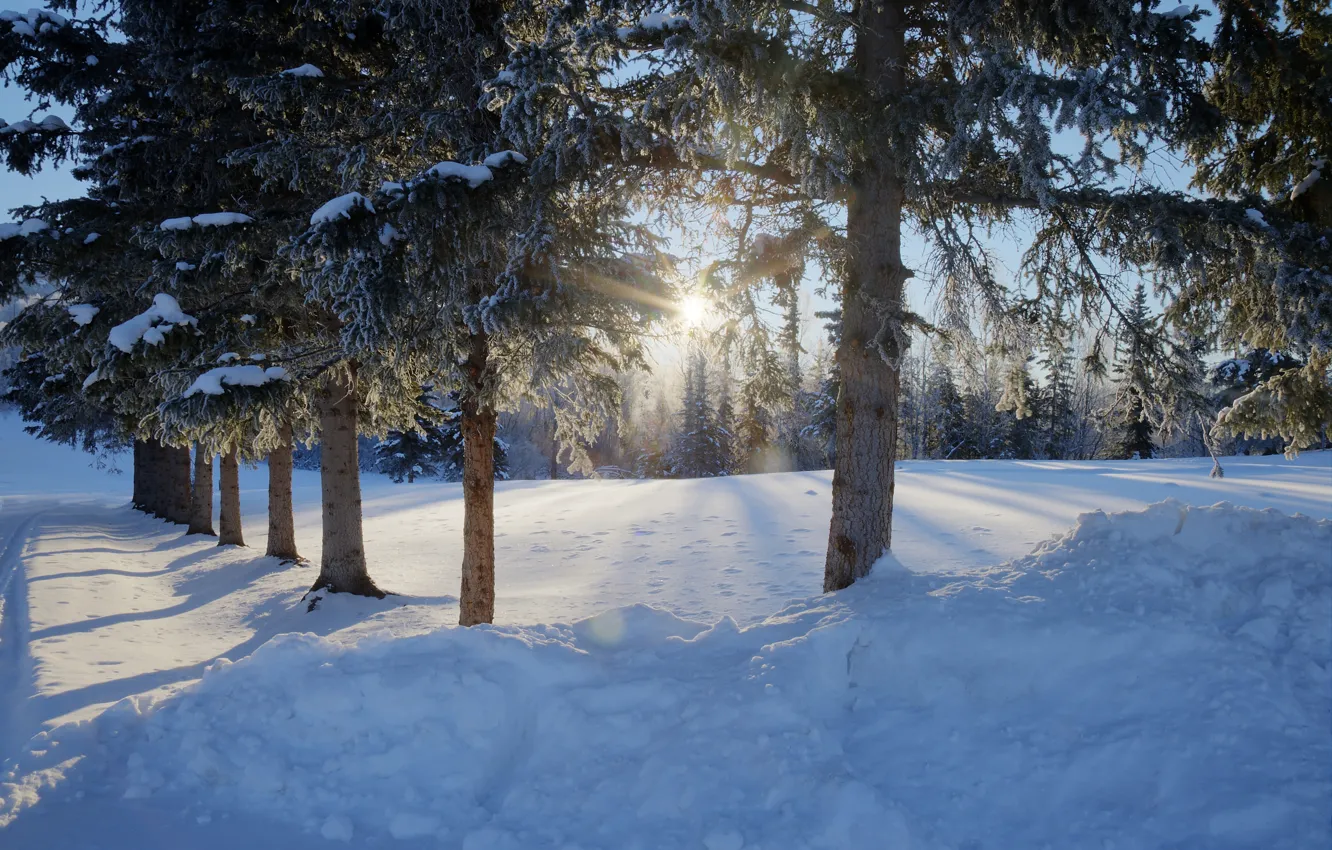 Фото обои зима, дорога, лес, снег, деревья, фото