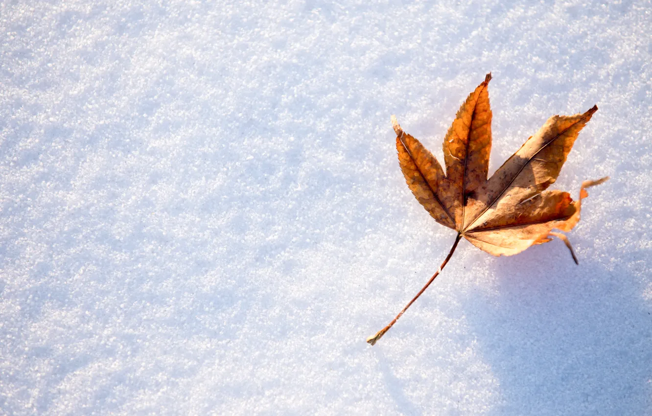 Фото обои зима, осень, листья, снег, клен, winter, background, autumn